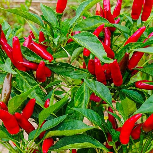 Bird's Eye Chili Samen 20 stk Eine der ältesten scharfen Chilis *Top Ertrag*leicht fruchtiger Note Bird's Eye Chili Samen 20 stk Eine der ältesten scharfen Chilis *Top Ertrag*leicht fruchtiger Note von IUIUNIGA