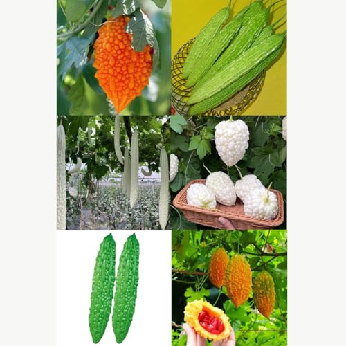 Bittergurke -Momordica charantia- 20 Samen-Viele Sorten Bittergurke -Momordica charantia- 20 Samen-Viele Sorten von IUIUNIGA