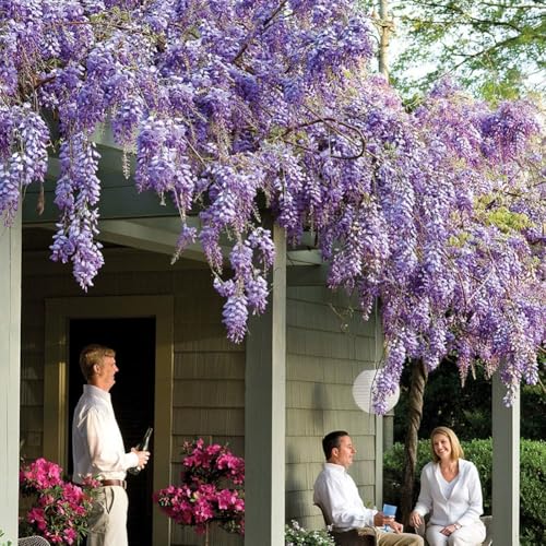 Blauregen >Wisteria sinensis< 5 Samen (Schöne blühende Kletterpflanze Winterhart) blumensamen geschenk von IUIUNIGA