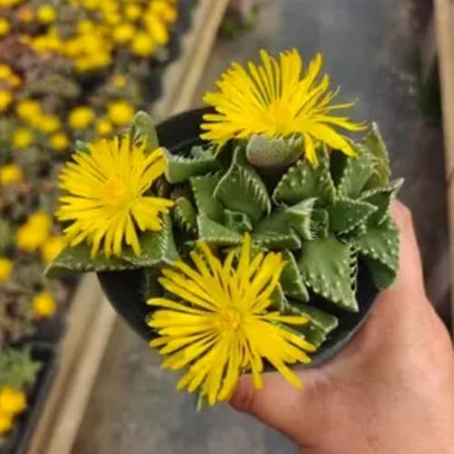 Echter Tigerrachen -Faucaria trigrina- 50 frische Samen-fleischfressende Sukkulenten Echter Tigerrachen -Faucaria trigrina- 50 frische Samen-fleischfressende Sukkulenten von IUIUNIGA