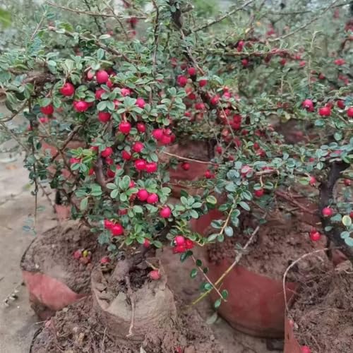 Elsbeere -Sorbus torminalis- 30 Samen *RAR* Baum des Jahres 2011 ''Essbar''Hohe Kältebeständigkeit von IUIUNIGA