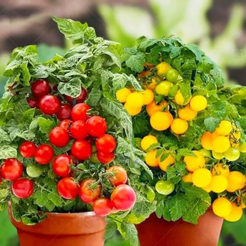 Hängetomate -MASKOTKA- 50 Samen Süß und sauer von IUIUNIGA