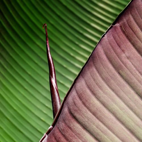 Himalaya Banane 20 Samen -musa sikkimensis -Robust und Frosthart-Kältebeständig Himalaya Banane 20 Samen -musa sikkimensis -Robust und Frosthart-Kältebeständig von IUIUNIGA