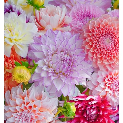 IUIUNIGA 100 Dahliensamen In Verschiedenen Farben, Geeignet Für Gartenbeete Und Topfpflanzen Auf Dem Balkon. Farbenfroh Und Pflegeleicht von IUIUNIGA