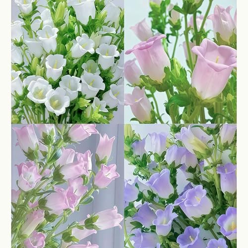 IUIUNIGA 100 Hochwertige Glockenblumensamen, Geeignet Für Topfpflanzen Auf Der Fensterbank Und In Gartenecken. Die Blüten Sind Einzigartig Und Pflegeleicht. blumensamen von IUIUNIGA