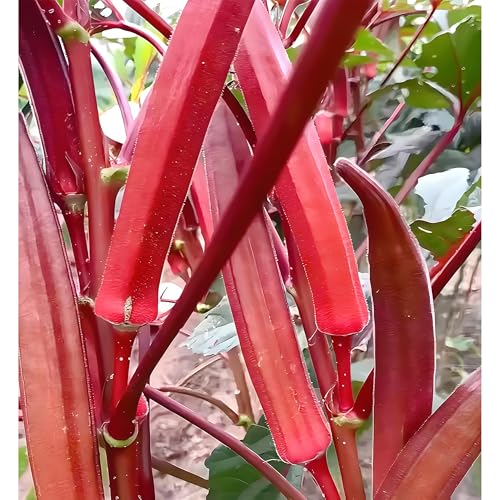 IUIUNIGA 100 Rote Okrasamen, Geeignet Für Hof, Gemüsegarten Und Balkon. Pralle, Leicht Anzubauende, Ertragreiche Und Hochwertige Sorte. IUIUNIGA 100 Rote Okrasamen, Geeignet Für Hof, Gemüsegarten Und Balkon. Pralle, Leicht Anzubauende, Ertragreiche Und Hochwertige Sorte. von IUIUNIGA