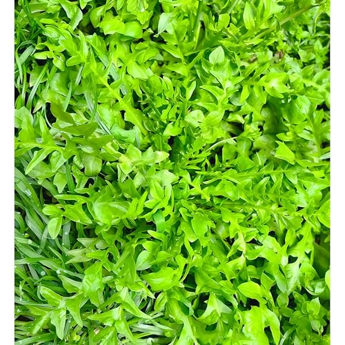 IUIUNIGA 1000 Hirtentäschelsamen, Geeignet Für Balkonblumentöpfe Und Gemüsebeete Im Garten, Leicht Zu Überdauern, Schnell Wachsend, Hohe Keimrate Und Leicht Zu Kultivieren von IUIUNIGA