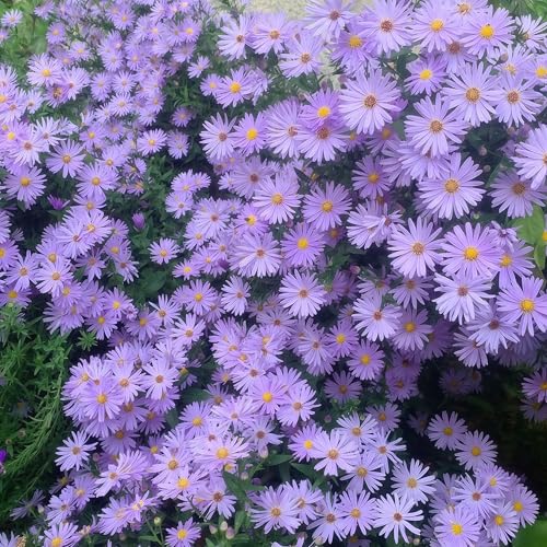 IUIUNIGA 1000 Hochwertige Holländische Chrysanthemensamen. Geeignet Für Gartenbeete, Balkonkübel Und Parkbegrünung. Kälteresistente Und Pflegeleichte Sorte. IUIUNIGA 1000 Hochwertige Holländische Chrysanthemensamen. Geeignet Für Gartenbeete, Balkonkübel Und Parkbegrünung. Kälteresistente Und Pflegeleichte Sorte. von IUIUNIGA