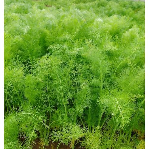 IUIUNIGA 1000 Reine Fenchelsamen, Geeignet Für Balkon- Und Topfpflanzen Sowie Gartenbepflanzungen. Keine Verunreinigungen, Hohe Reinheit Und Hohe Keimrate. von IUIUNIGA
