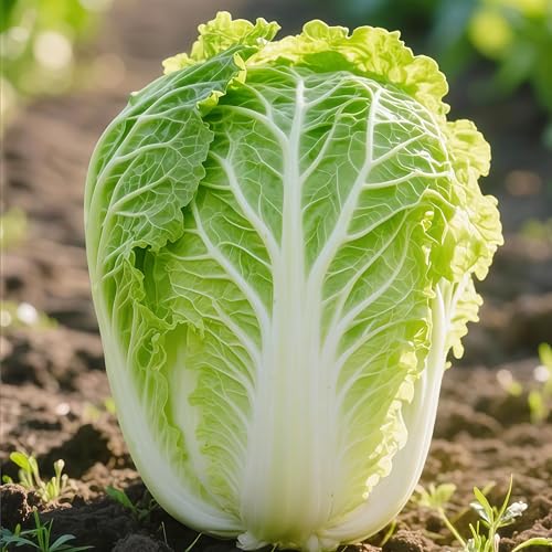 IUIUNIGA 1200 Chinakohl Salatsamen Geeignet Für Gartenbepflanzung Und Hoffelder, Mit Festem Kern Und Starkem Wuchs, Starker Kälteresistenz Und Hohem Ertrag IUIUNIGA 1200 Chinakohl Salatsamen Geeignet Für Gartenbepflanzung Und Hoffelder, Mit Festem Kern Und Starkem Wuchs, Starker Kälteresistenz Und Hohem Ertrag von IUIUNIGA