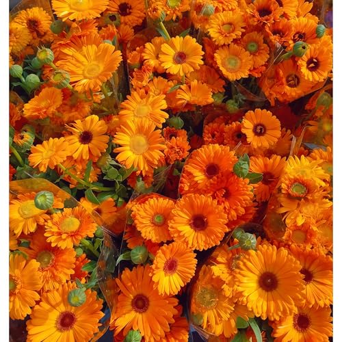 IUIUNIGA 200 Hochwertige Ringelblumensamen Für Garten, Balkon Und Park. Langlebig, Pflegeleicht Und Trockenheitsresistent. von IUIUNIGA