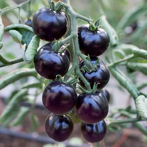IUIUNIGA 200 Hochwertige Schwarze Tomatensamen Für Den Innen- Und Außenbereich. Pflegeleichte Spezialsorte. IUIUNIGA 200 Hochwertige Schwarze Tomatensamen Für Den Innen- Und Außenbereich. Pflegeleichte Spezialsorte. von IUIUNIGA