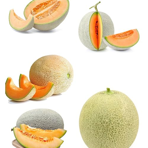 IUIUNIGA 200 Pralle Melonensamen, Geeignet Für Balkonkübel, Gemüsebeete Und Gewächshaussetzlinge. Sorgfältig Ausgewählt, Lebendig Und Einfach Zu Züchten. Melonen von IUIUNIGA