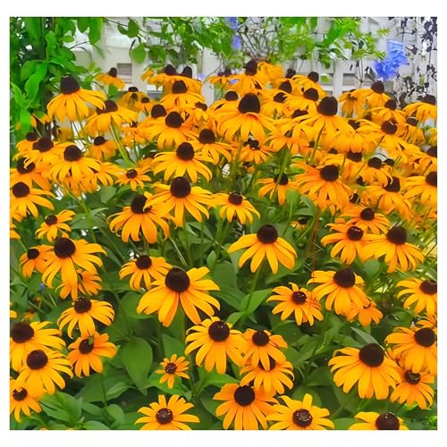 IUIUNIGA 200 Sonnenhutsamen, Geeignet Für Gärten, Parks Und Grünflächen. Kältebeständig, Einfach Zu Züchten Und Farbenfroh. IUIUNIGA 200 Sonnenhutsamen, Geeignet Für Gärten, Parks Und Grünflächen. Kältebeständig, Einfach Zu Züchten Und Farbenfroh. von IUIUNIGA