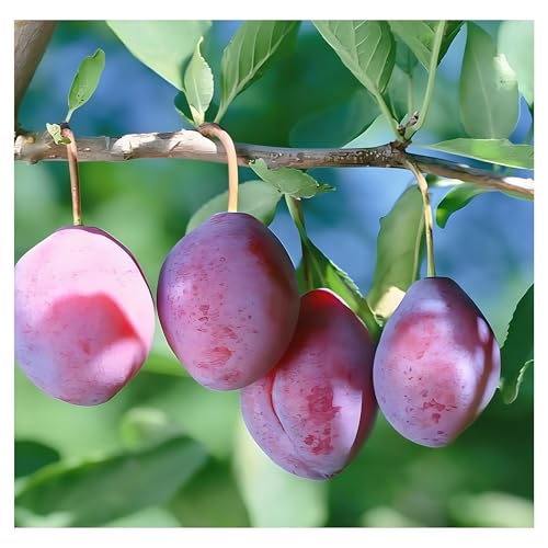 IUIUNIGA 30 Hochwertige Schwarze Pflaumensamen, Geeignet Für Die Bepflanzung Im Garten, Die Anzucht Von Obstplantagensämlingen Und Als Zierpflanzen Im Topf, Mit Reichlich Früchten Und Mildem Geschmack von IUIUNIGA