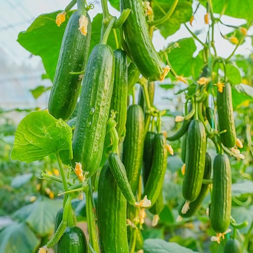 IUIUNIGA 30 Holländische Gurkensamen, Geeignet Für Balkontöpfe Und Gartenbepflanzung, Knackig Und Zart, Klein Und Lecker, Hohe Keimrate Und Leicht Zu Überleben von IUIUNIGA