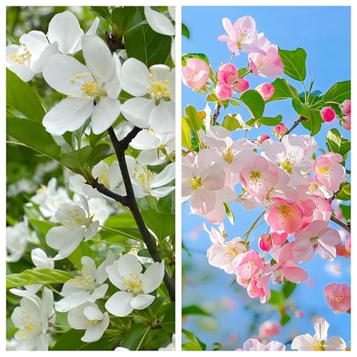 IUIUNIGA 300 Zierapfelsamen, Geeignet Für Garten, Balkon Und Topfpflanzung. Leicht Zu Züchten, Kältebeständig Und Mit Kräftiger Blütenpracht. Blumensamen von IUIUNIGA