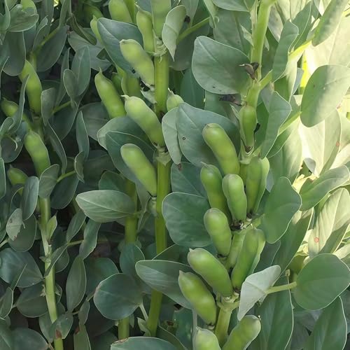 IUIUNIGA 50 Saubohnensamen, Geeignet Für Hofgärten, Balkonkübelpflanzen Und Ackerlandbepflanzung. Hohe Keimrate, Leichtes Überleben Und Hochwertiges Saatgut von IUIUNIGA