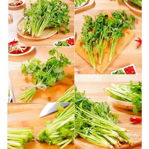 IUIUNIGA 500 Ausgewählte Koriandersamen, Geeignet Für Topfpflanzen Auf Dem Balkon Oder Im Gemüsegarten. Hohe Keimrate, Einfaches Überleben, Kälte- Und Hitzebeständigkeit Und Starke Anpassungsfähigkeit von IUIUNIGA