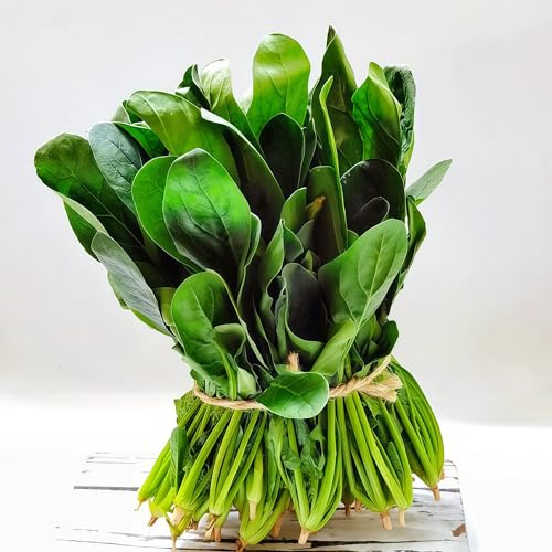 IUIUNIGA 500 Pralle, Hochwertige Spinatsamen, Geeignet Für Den Balkongarten. Hohe Keimrate Und Einfache Anzucht. von IUIUNIGA