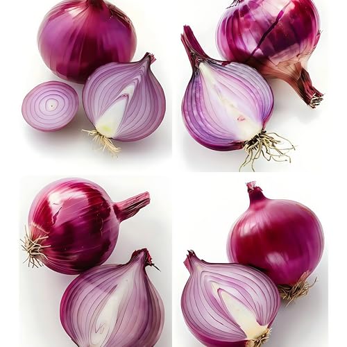 IUIUNIGA 500 Pralle Zwiebelsamen. Zum Aussäen Im Garten, Auf Dem Balkon Oder Im Blumentopf. Leicht Zu Keimen Und Zu Kultivieren. von IUIUNIGA