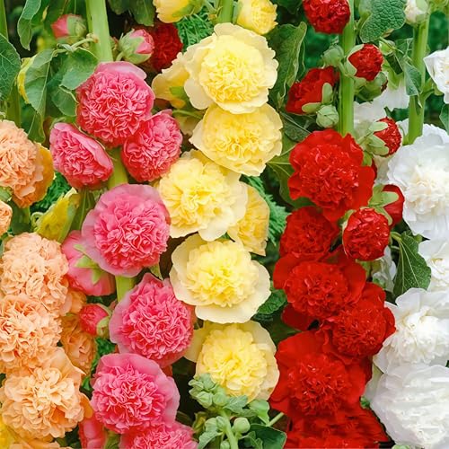 IUIUNIGA 500 Wunderschöne Gemischte Stockrosensamen, Geeignet Für Kleine Hausgärten, Balkonbepflanzungen, Malerische Landschaftsgestaltung, Vollblütig Und Leicht Zu Überleben von IUIUNIGA