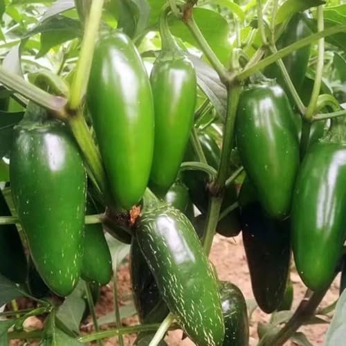 Jalapeno Early 20+ Samen *Massenträger* -Frühreife Sorte- Frisch Jalapeno Early 20+ Samen *Massenträger* -Frühreife Sorte- Frisch von IUIUNIGA