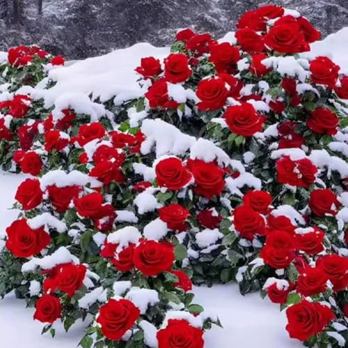 Kletterrose in Rosa - Kletter-Rose winterhart & duftend - Pflanze für Rankhilfe im 5 Liter Container von - Pflanzen in Top Qualität-Frosthart bis -25°C (HONG) von IUIUNIGA