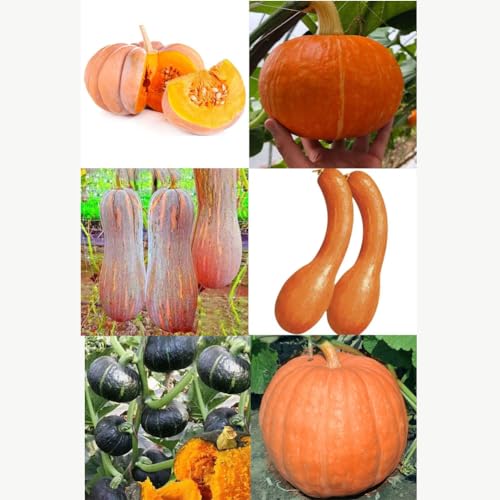 Kürbis Samen (Cucurbita maxima) - Mischen 20 frische Bio-Samen - Für Garten & Selbstversorger - Winterhart & ertragreic von IUIUNIGA