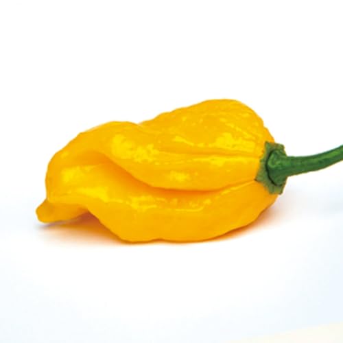 ''Lustiger Penis-Chili Mix'' 3 Farbig -3 Sorten- 50 Samen-Samenchilishop ''Lustiger Penis-Chili Mix'' 3 Farbig -3 Sorten- 50 Samen-Samenchilishop von IUIUNIGA