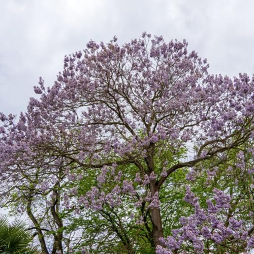 Paulownia -Fortunei- 200 Samen Winterhart/Robust & Schnell Wachsend- ''FAST BLUE' Kältebeständig Paulownia -Fortunei- 200 Samen Winterhart/Robust & Schnell Wachsend- ''FAST BLUE' Kältebeständig von IUIUNIGA