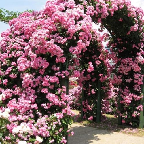 Rosa Kletterrose – winterharte und duftende Kletterrose – Premium-Spalierpflanze für Container – 300 Samen von IUIUNIGA