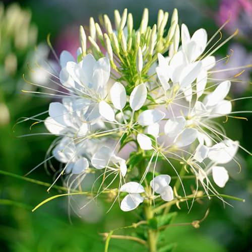 Schmetterlingsblume Samen (Asclepias tuberosa) - 1000 frische Bio-Samen - Exklusive Monarchfalter-Weide - Winterharte Staude bis -20°C - Lebendiges Insektenparadies (BAI) von IUIUNIGA