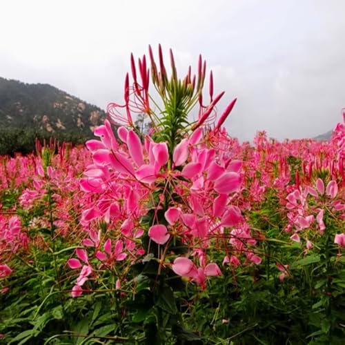 Schmetterlingsblume Samen (Asclepias tuberosa) - 1000 frische Bio-Samen - Exklusive Monarchfalter-Weide - Winterharte Staude bis -20°C - Lebendiges Insektenparadies (FEN) von IUIUNIGA