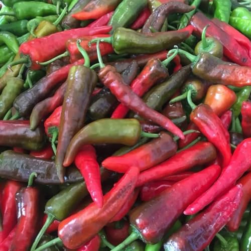 Spitzpaprika (Ungarischer Rießen-Spitzpaprika) 10 Samen >>>"GIGANTISCH-GROßE-FRÜCHTE"-mit milder Schärfe von IUIUNIGA