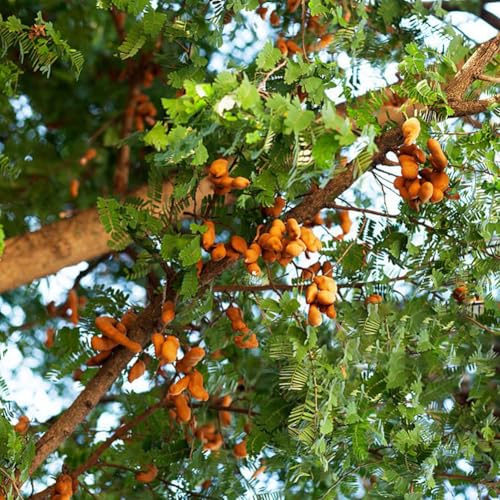 Tamarinde -Indischer Dattelbaum- (Tamarindus indica) 20 Samen Trockenheitsresistent von IUIUNIGA