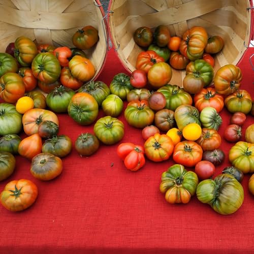 Tomate *DARK GALAXY* 50 Samen -Fruchtig & Süß von IUIUNIGA