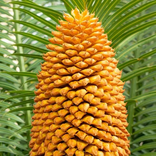 Zwergpalme 15 Samen ''Chamaerops humilis'' **Winterhart* Robust und dürreresistent von IUIUNIGA