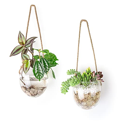 Ivolador 2 Stück Glas Blumen Pflanzen Terrarium Behälter für Hydrokultur Pflanzen Home Office Garten Dekor Wandbehang von IVOLADOR I