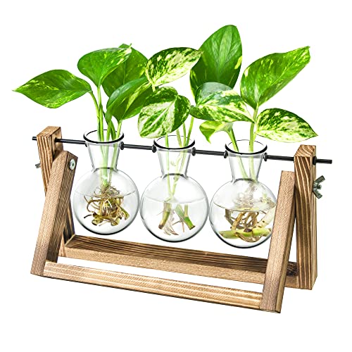 Ivolador Glasvase Flora, Desktop Hydroponik Glasvase, Glas Vase Verschiedene Größen mit Holz Halter für Hydrokultur, Pflanzen Home Garten Hochzeit Dekor Dekoration drinnen und draußen von IVOLADOR I