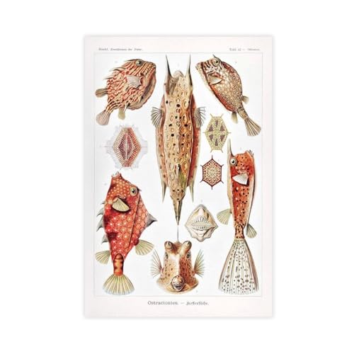 IYTAFGYT Leinwandposter "Selected Fish Species 1907", Pflanzen und Natur, Wandkunstdruck, Bild, Gemälde, 40 x 60 cm IYTAFGYT Leinwandposter "Selected Fish Species 1907", Pflanzen und Natur, Wandkunstdruck, Bild, Gemälde, 40 x 60 cm von IYTAFGYT