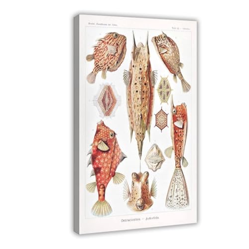 IYTAFGYT Leinwandposter "Selected Fish Species 1907 Pflanzen und Natur", Wandkunstdruck, Bild, Gemälde, 20 x 30 cm IYTAFGYT Leinwandposter "Selected Fish Species 1907 Pflanzen und Natur", Wandkunstdruck, Bild, Gemälde, 20 x 30 cm von IYTAFGYT