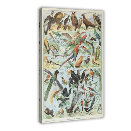 IYTAFGYT Leinwandposter mit Naturgeschichte, Pflanzen, Vögel, Vögel, Schlafzimmer, Dekoration, Landschaftsdekoration, Geschenk, 30 x 45 cm IYTAFGYT Leinwandposter mit Naturgeschichte, Pflanzen, Vögel, Vögel, Schlafzimmer, Dekoration, Landschaftsdekoration, Geschenk, 30 x 45 cm von IYTAFGYT
