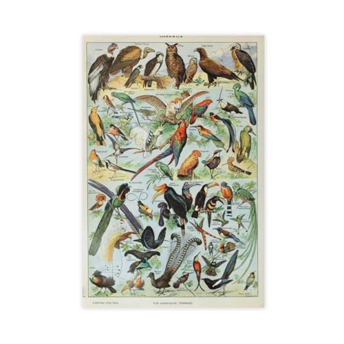 IYTAFGYT Naturgeschichte, Pflanzen, Vögel, Vögel, Leinwand, Poster, Wandkunstdruck, Bild, Gemälde, 30 x 45 cm von IYTAFGYT