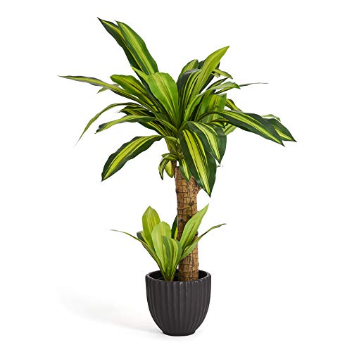 Ibbe Design 4Ever Green Künstliche Große Grüne Dracena Dracaena Drahcenbaum Dekopalme Baum Kunstpflanze Kunstblume Kunstbaum Zimmerpflanze im Plastik Topf, 80 cm Hoch, 70x65x80 von Ibbe Design