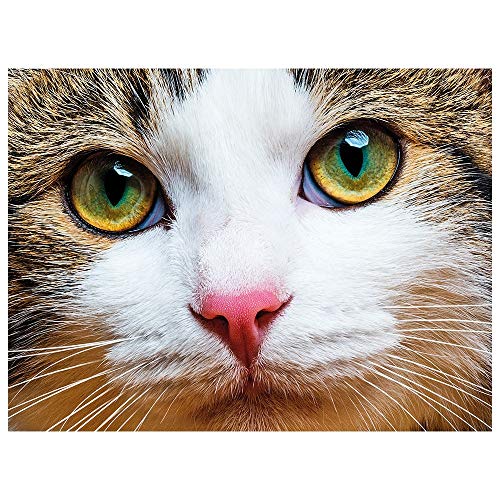 Ideen mit Herz 5D Diamond Painting | Diamant Painting Set | 35 x 25 cm | Motivleinwand | runde Steinchen | inkl. Zubehör | Verschiedene Bilder zur Auswahl (Katze) von Ideen mit Herz