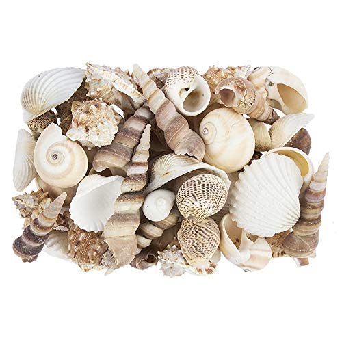 Ideen mit Herz Potpourri | Muscheln | 450 g | Natur | Verschiedene Muschelarten von Ideen mit Herz