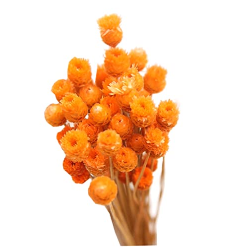 50 Stämme Orange getrocknete Blumen Brasilianer Kleiner Star Daisy Dekorative getrocknete Blumen Mini Daisy Kamille Bouquet für DIY Vase Wedding Wrack Card Making Table Geschenk Home Decor 50 Stämme Orange getrocknete Blumen Brasilianer Kleiner Star Daisy Dekorative getrocknete Blumen Mini Daisy Kamille Bouquet für DIY Vase Wedding Wrack Card Making Table Geschenk Home Decor von Iewroyt