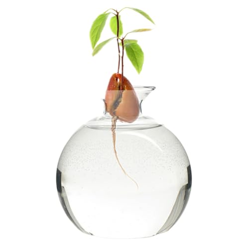 Avocado -Vase, klares Hochborosilikat -Glas -Avocado -Samen Starter Vase, wiederverwendbares runde Hydroponik, Universelles Anbau für Pflanzen im Innenbereich im Freien 4, 7x3.9 Acorn von Iewroyt