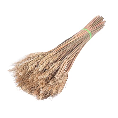 Getrocknete Weizenstiele echter Weizen gefälschter Blumen Bouquet zum Dekorieren von Hochzeitstisch 100pcs Stil 2 Getrocknete Weizenstiele echter Weizen gefälschter Blumen Bouquet zum Dekorieren von Hochzeitstisch 100pcs Stil 2 von Iewroyt